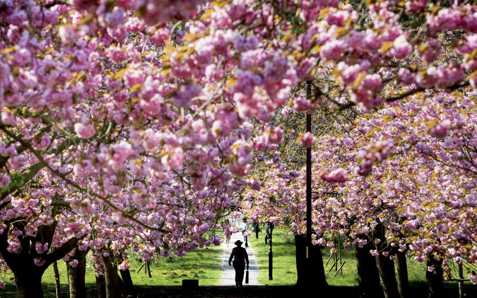 Book Your Tickets Now for These World-Wide Cherry Blossom Festivals