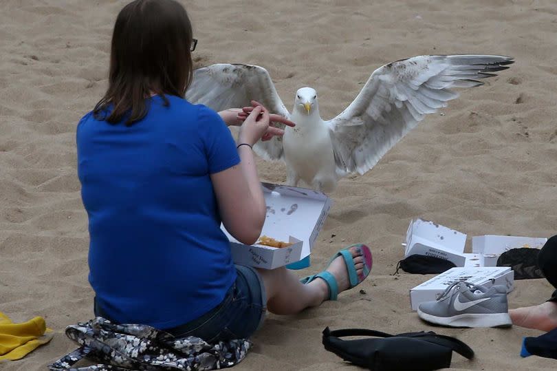 Scavenging seagulls at Tynemouth -Credit:newcastle chronicle