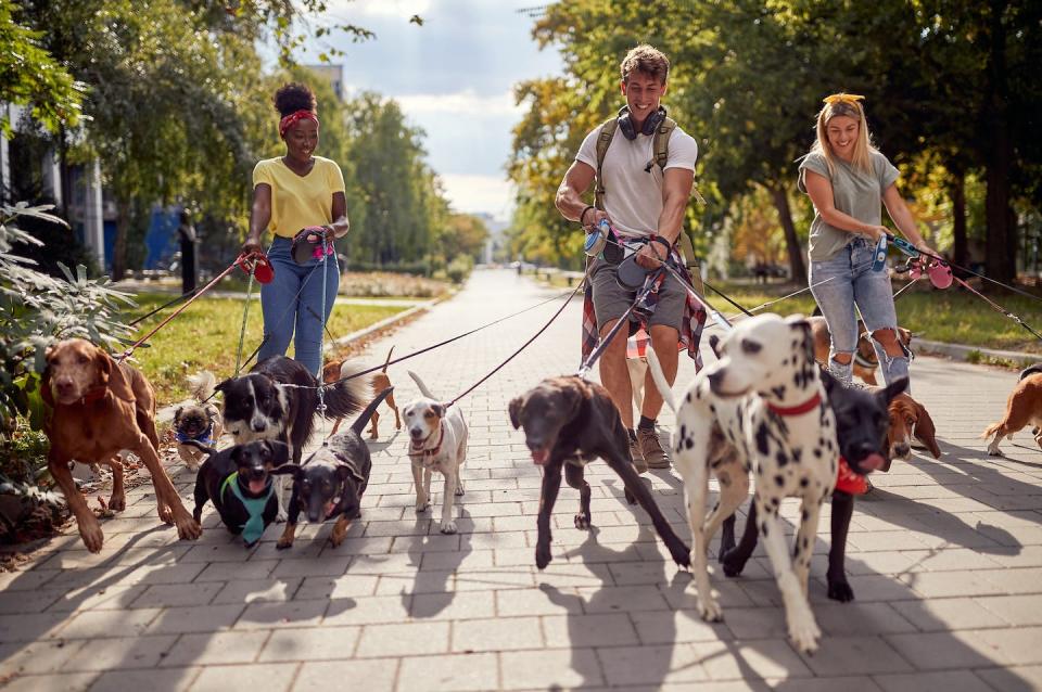 <a href="https://www.shutterstock.com/es/image-photo/smiling-professional-dog-walker-street-lots-2139206927" rel="nofollow noopener" target="_blank" data-ylk="slk:Shutterstock / Lucky Business;elm:context_link;itc:0;sec:content-canvas" class="link ">Shutterstock / Lucky Business</a>