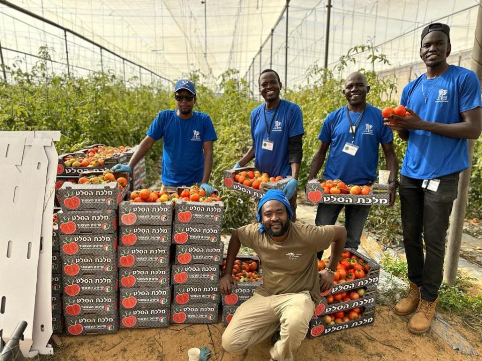 Volunteers from the African Student Union pick produce in Israel doing a farm hand labor shortage. / Credit: African Student Organization in Israel