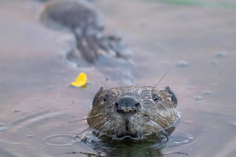 Beaver Trust/Elliot McCandless