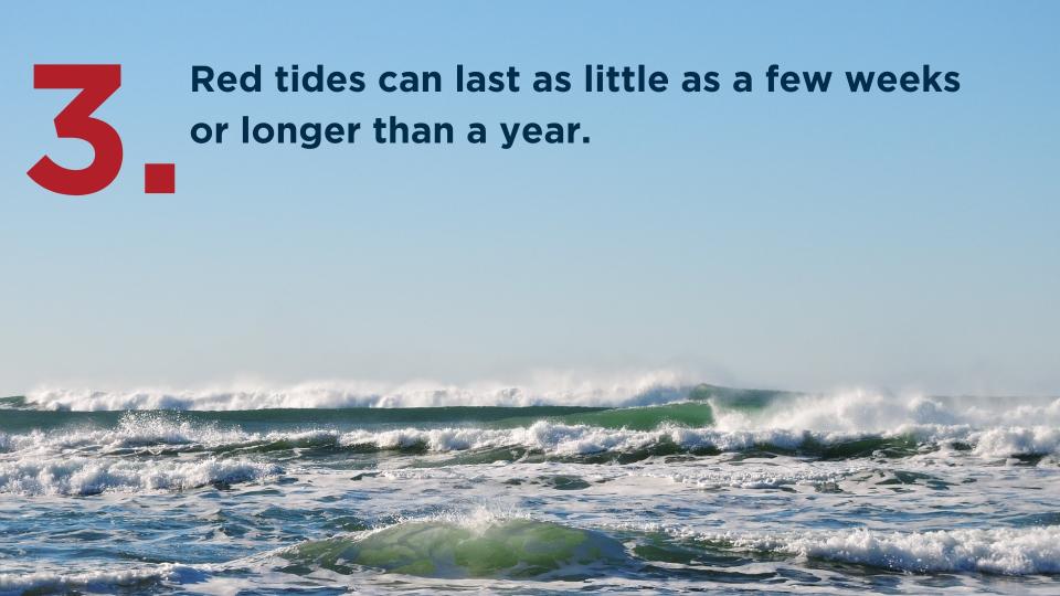 Here are 9 things you need to know about red tide, according to the Florida Fish and Wildlife Conservation Commission.