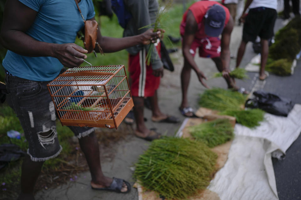 A man buys seed for his songbird in LaGrange, Guyana, Sunday, April 23, 2023. Songbirds are popular among Guyanese, who keep them as pets or to participate in singing competitions that are a centuries-old tradition. (AP Photo/Matias Delacroix)