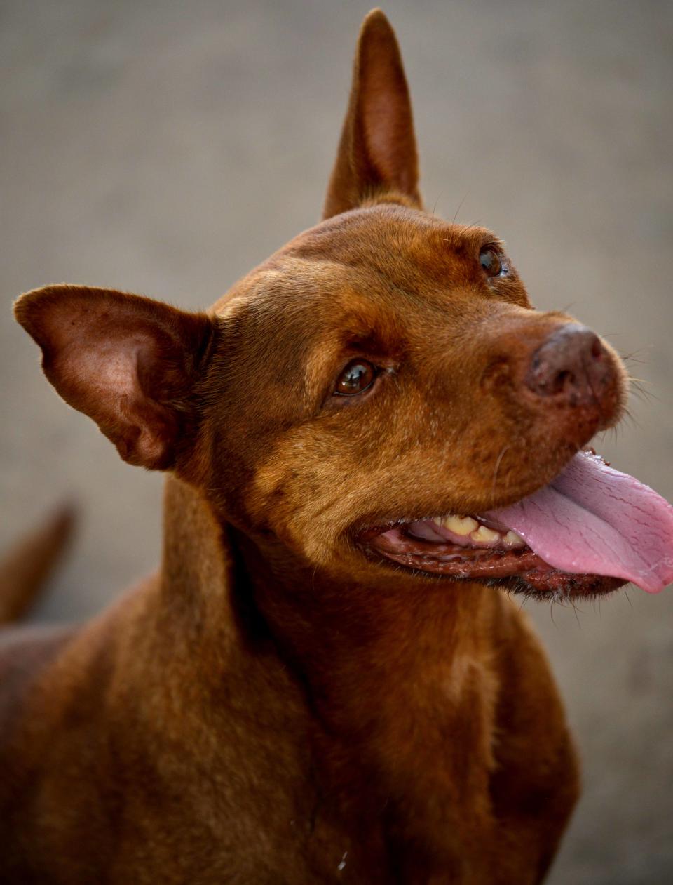 Chiffon, the PAWS pet of the week