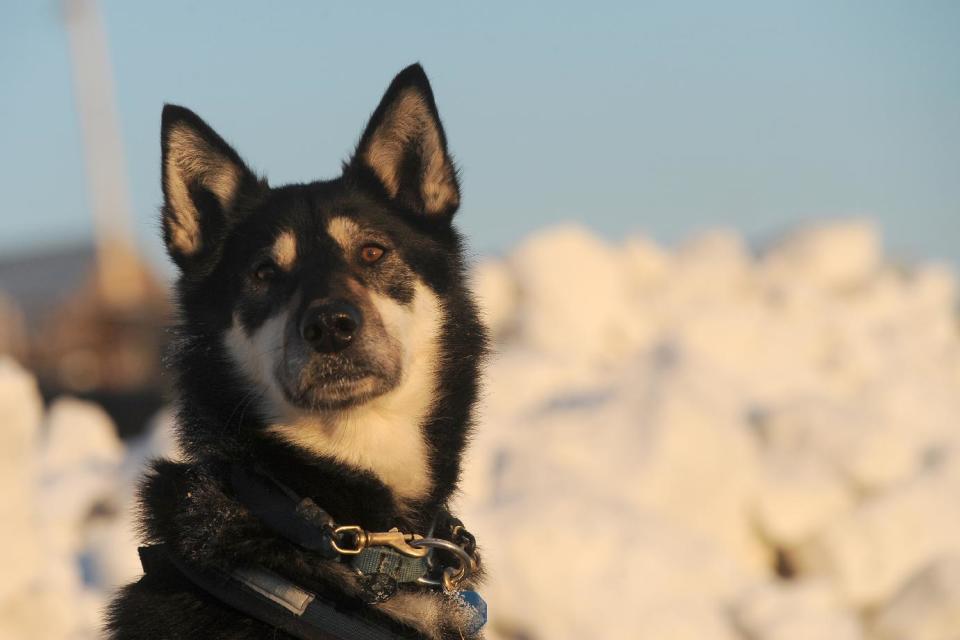 Trix, a team dog for Iditarod musher John Baker, from Kotzebue, AK, keeps an eye on the musher at the Unalakleet checkpoint at sunrise during the 2014 Iditarod Trail Sled Dog Race on Sunday, March 9, 2014. (AP Photo/The Anchorage Daily News, Bob Hallinen)