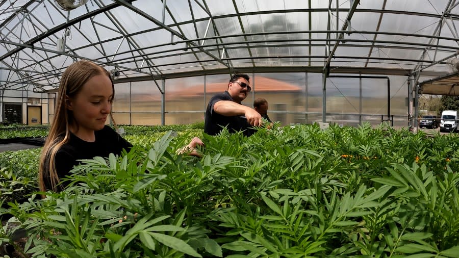 Despite being outnumbers by the number of plants under their care, this dedicated team ensures these plants go into bloom.