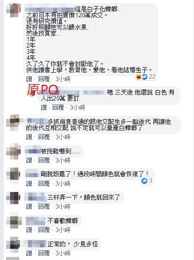 原PO透露，若三天後該蟑螂還是白色有人願意出價20萬跟他買。（圖／翻攝自爆料公社）