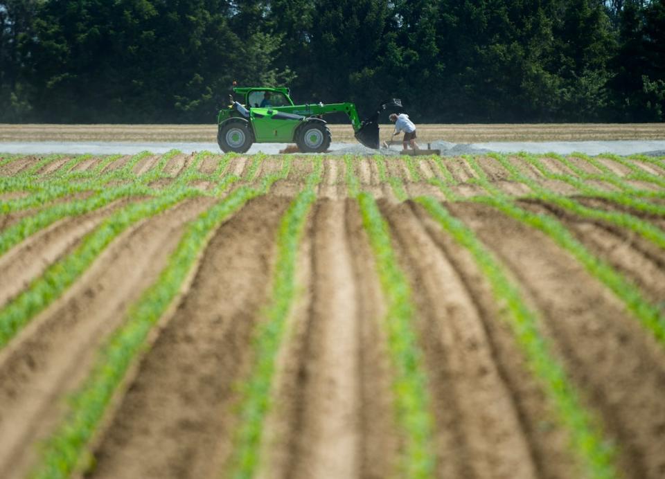 Every year, migrant workers come to Canada to work on contracts for certain industries.