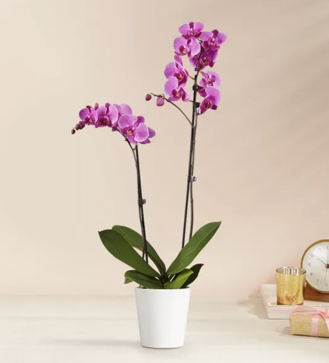 <p><a href="https://go.redirectingat.com?id=74968X1596630&url=https%3A%2F%2Fwww.1800flowers.com%2Fdouble-purple-orchid-plant-191198&sref=https%3A%2F%2Fwww.veranda.com%2Fshopping%2Fg43401836%2Fbest-flowers-for-mothers-day%2F" rel="nofollow noopener" target="_blank" data-ylk="slk:Shop Now;elm:context_link;itc:0;sec:content-canvas" class="link rapid-noclick-resp">Shop Now</a></p><p>Double Purple Orchid Plant</p><p>1800flowers.com</p><p>$84.99</p><span class="copyright">1800Flowers.com</span>