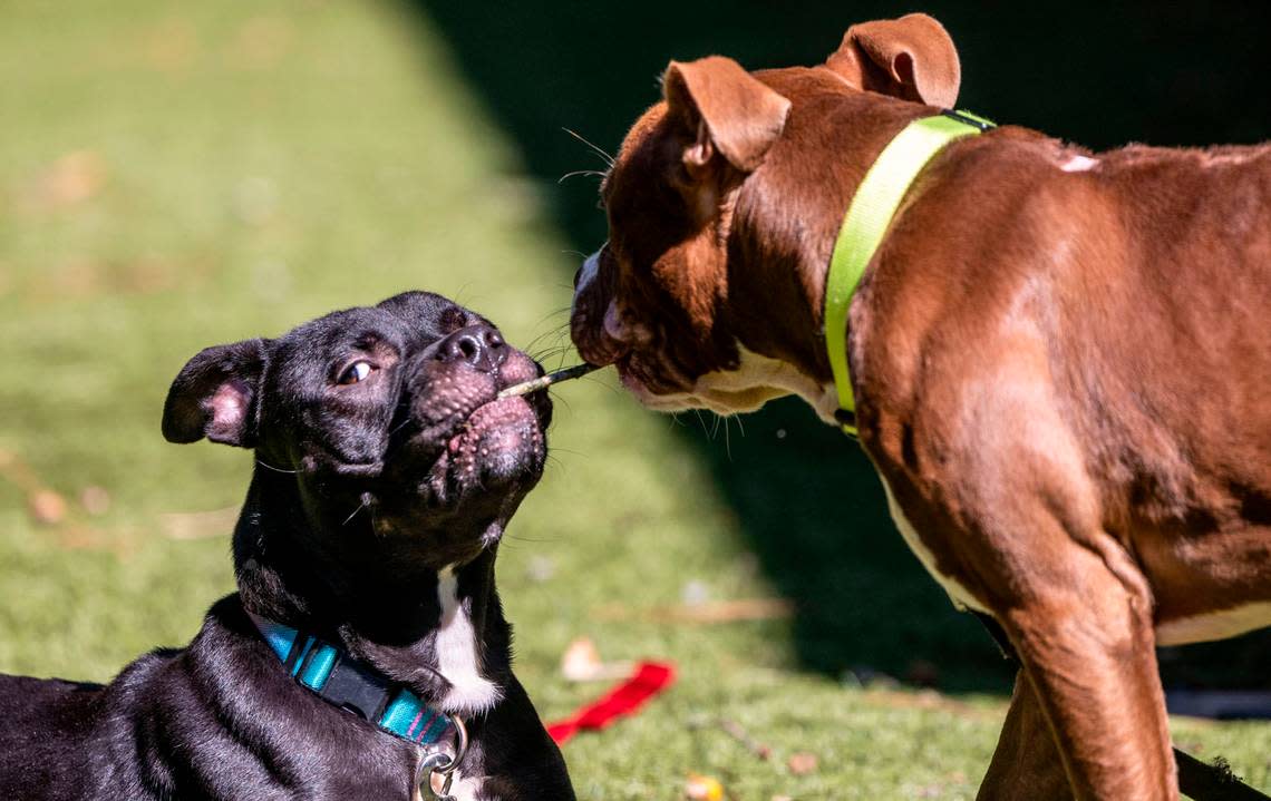 A pair of pit available for adoption play with a stick at the Wake County Animal Shelter in Raleigh Tuesday, Oct. 4, 2022. To honor National Pit Bull Awareness Month, the shelter has discounted the adoption fee for the dogs from $95 to $25.