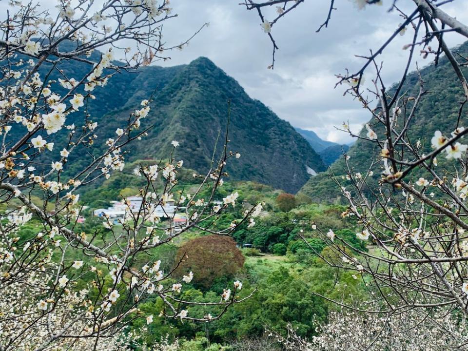 新春梅花開盛開，海端鄉梅花季開跑，歡迎民眾體驗布農部落文化的美。（記者鄭錦晴翻攝）