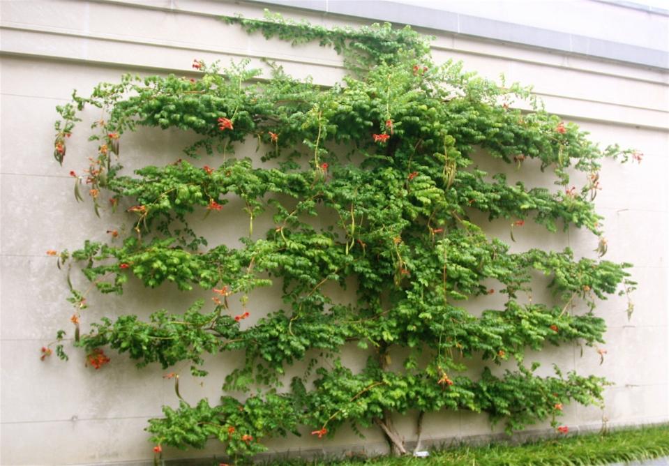 This photo of an espalier tree, taken at Longwood Gardens in Kennett Square, Pa., shows a typical ''Cordon" design with its vertical trunk and multi-tiered horizontal branches. The lateral shaping eases harvesting, simplifies mowing, maximizes sunlight and helps trees fit into tight areas. (Dean Fosdick via AP)