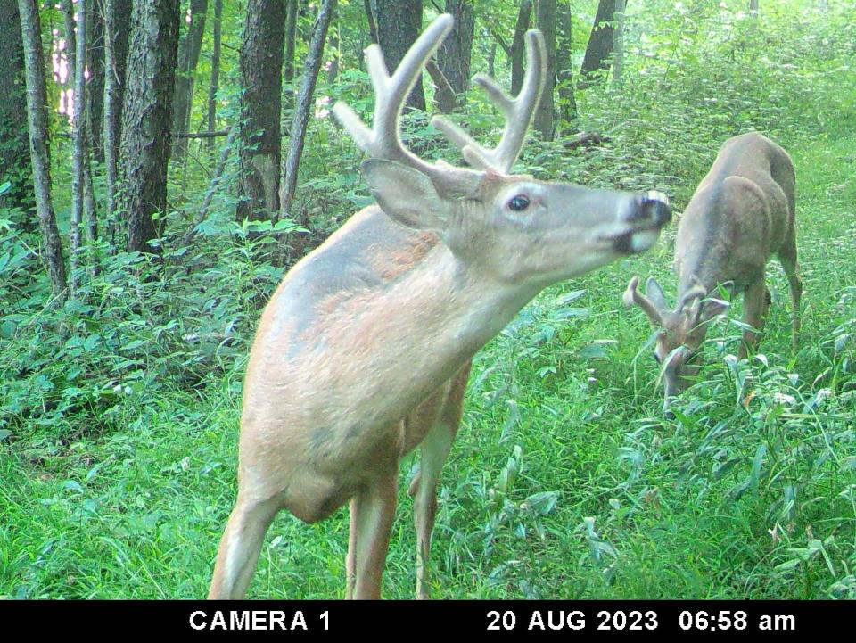 Two bucks with velvet on their antlers walk near a trail camera Aug. 20 in Somerset County.  The statewide archery season opens Sept. 30 in Pennsylvania. The season opens Sept. 16 in areas near Pittsburgh and Philadelphia.