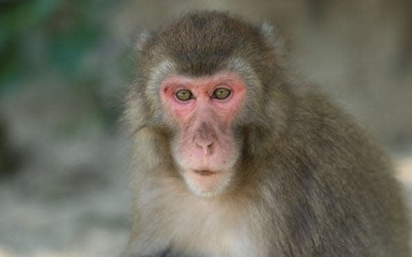 A close-up of Yakei, the nine-year-old macaque - Takasakiyama Natural Zoological Garden