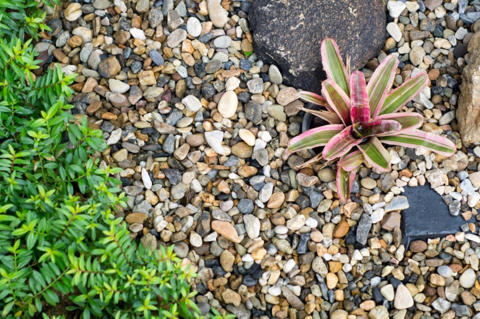 Rock mulch around succulents and larger rocks 