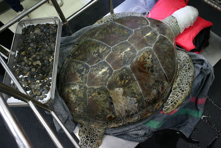 FILE PHOTO : Omsin, a 25 year old femal green sea turtle, rests next to a tray of coins that were removed from her stomach at the Faculty of Veterinary Science, Chulalongkorn University in Bangkok, Thailand, March 6, 2017. REUTERS/Athit Perawongmetha/File photo
