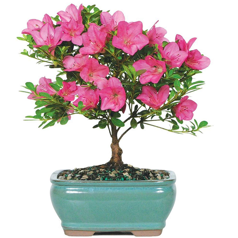 Blooming Bonsai Tree