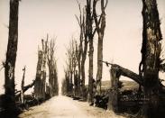 A tree-lined avenue at Locre in Belgium, photographed soon after the end of World War One, circa March 1919. This image is from a series documenting the damage and devastation that was caused to towns and villages along the Western Front in France and Belgium during the First World War. (Photo by Popperfoto/Getty Images)