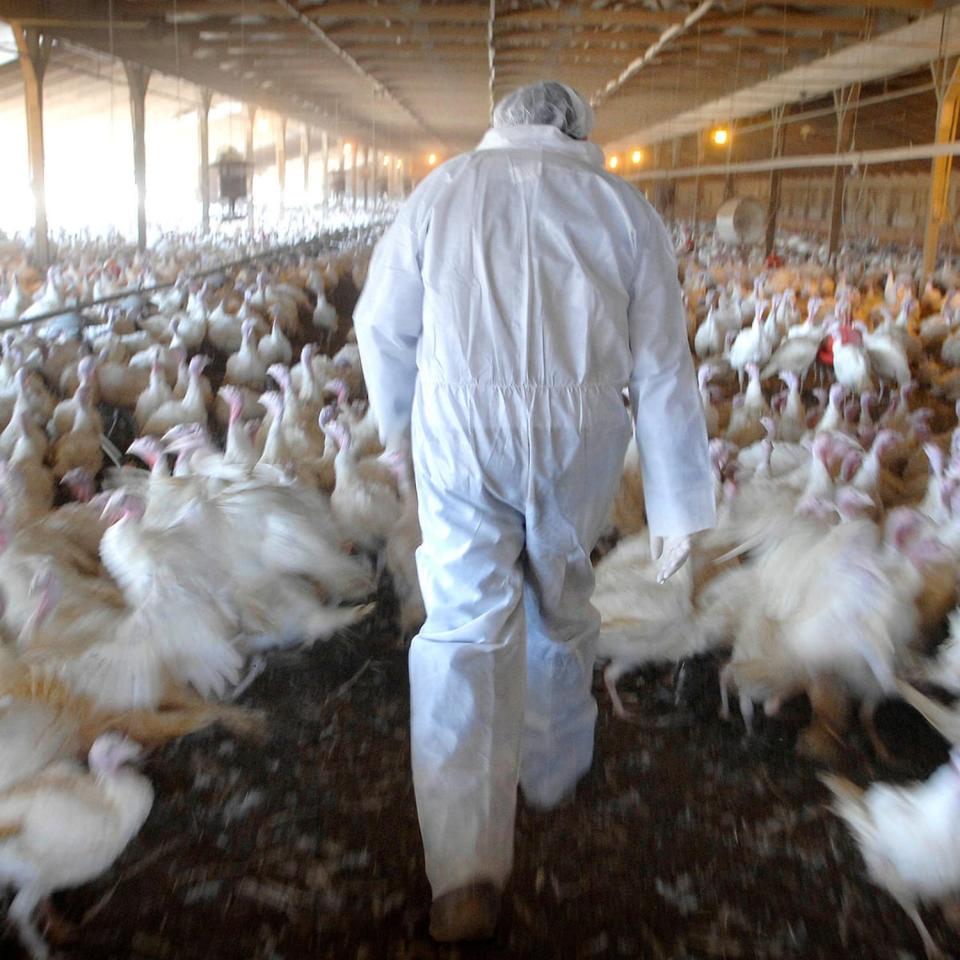 During an avian flu outbreak in 2015, the National Turkey Federation played a pivotal role in explaining to Congress what turkey producers were doing to combat the virus and hearing legislators' expectations of the industry.