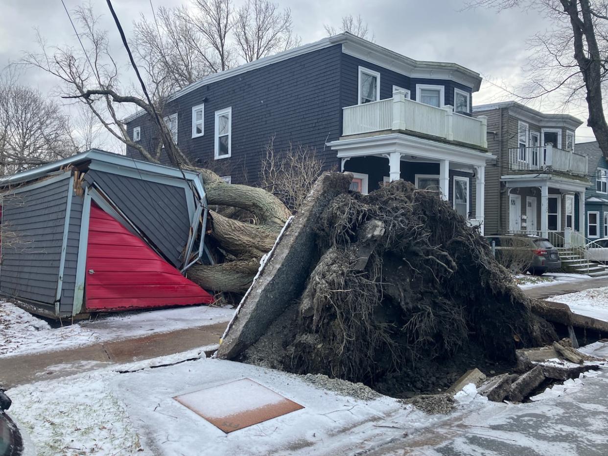 A downed tree is shown on Pepperell Street in Halifax on Thursday. (Josh Hoffman/CBC - image credit)