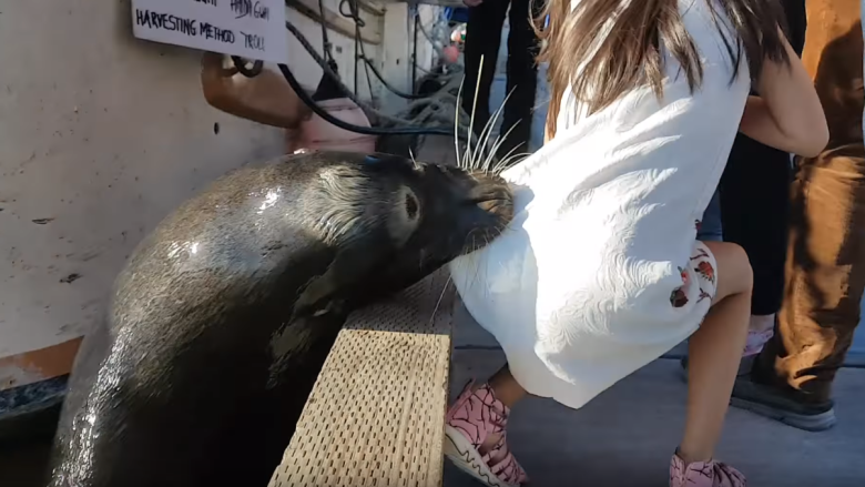 Family of girl grabbed by sea lion denies trying to feed it