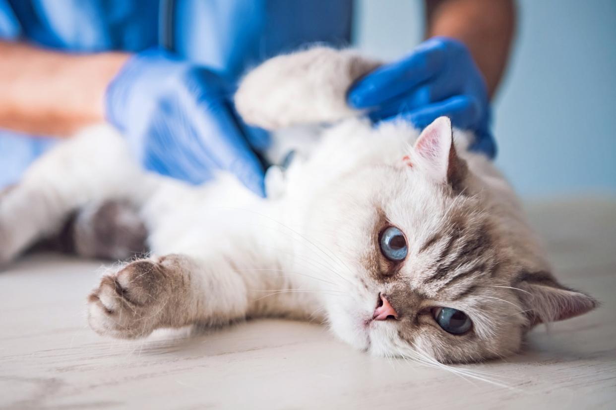 cat getting emergency pet service at a veterinary hospital, with vet using a stethoscope