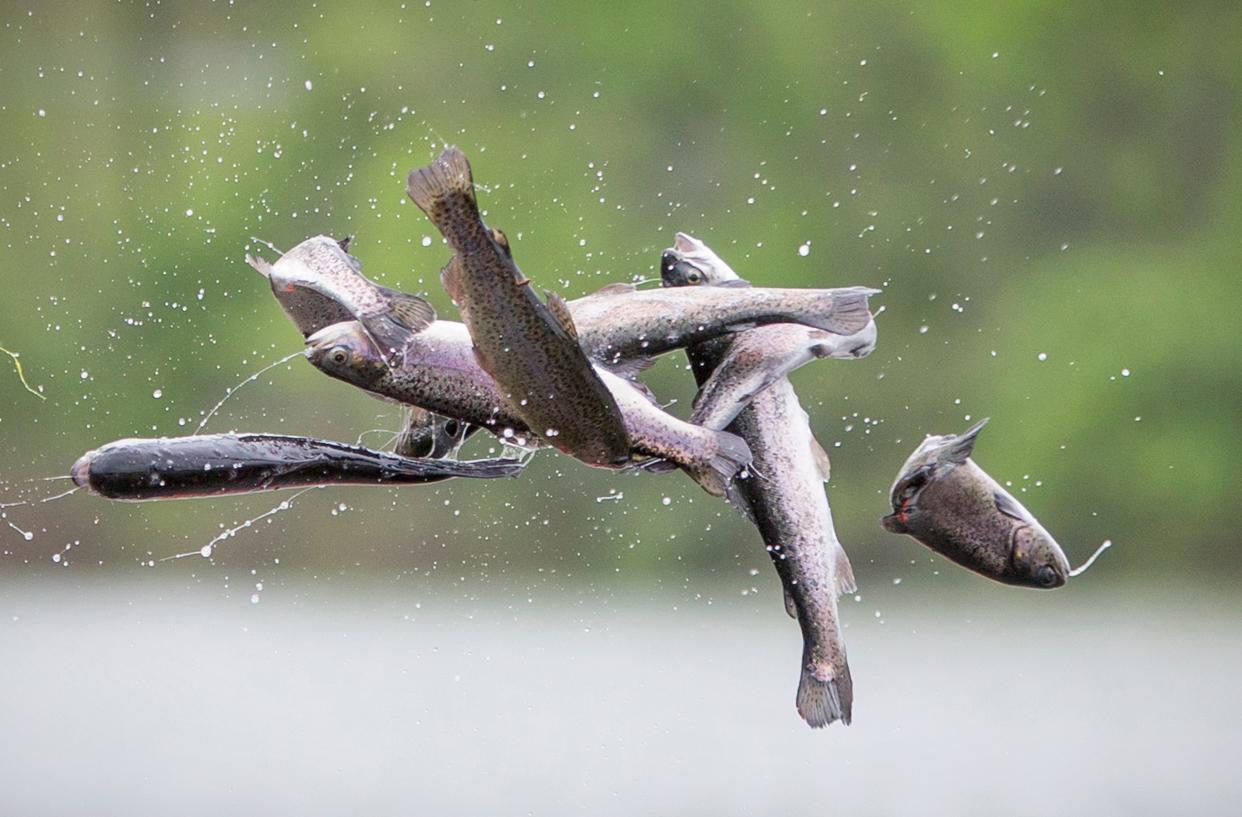 Rainbow trout are tossed into the lagoon at South Bend's Pinhook Park during the state's stocking in May 2015.