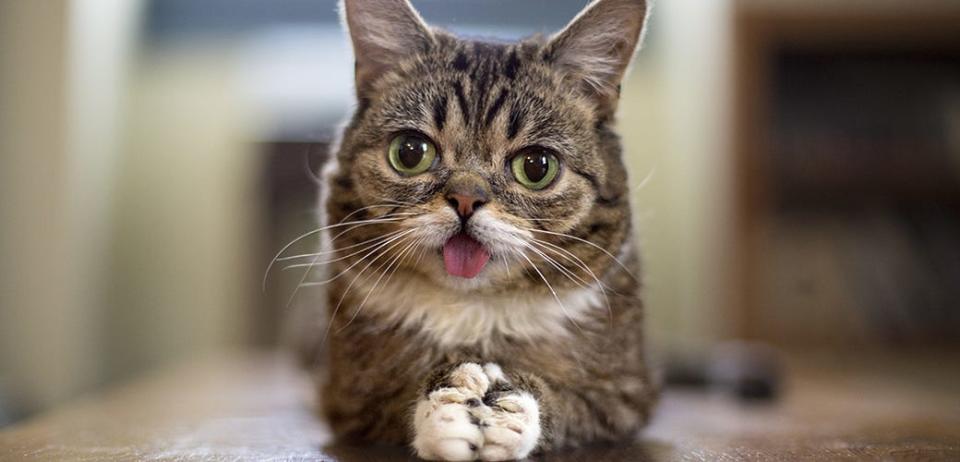 The late Lil Bub, 2011-2019