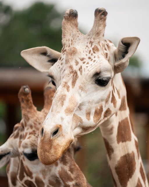 Cheyenne's Mountain Zoo giraffe celebrates 21st birthday