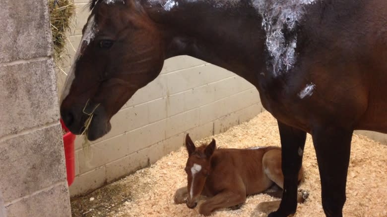 Crosby Stables horse, foal recovering after Falmouth fire