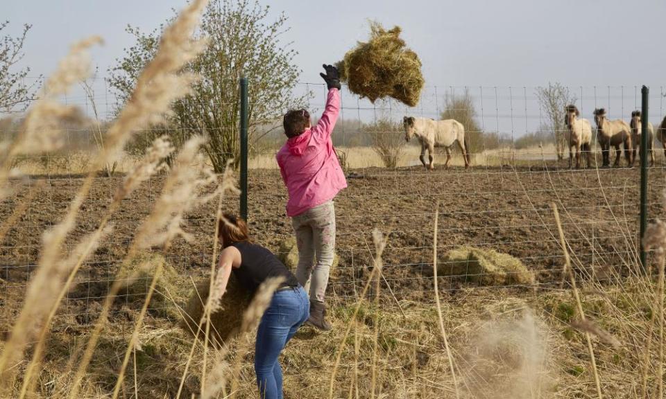 Activists throw hay over the fences of the Oostvaardersplassen nature reserve in April.