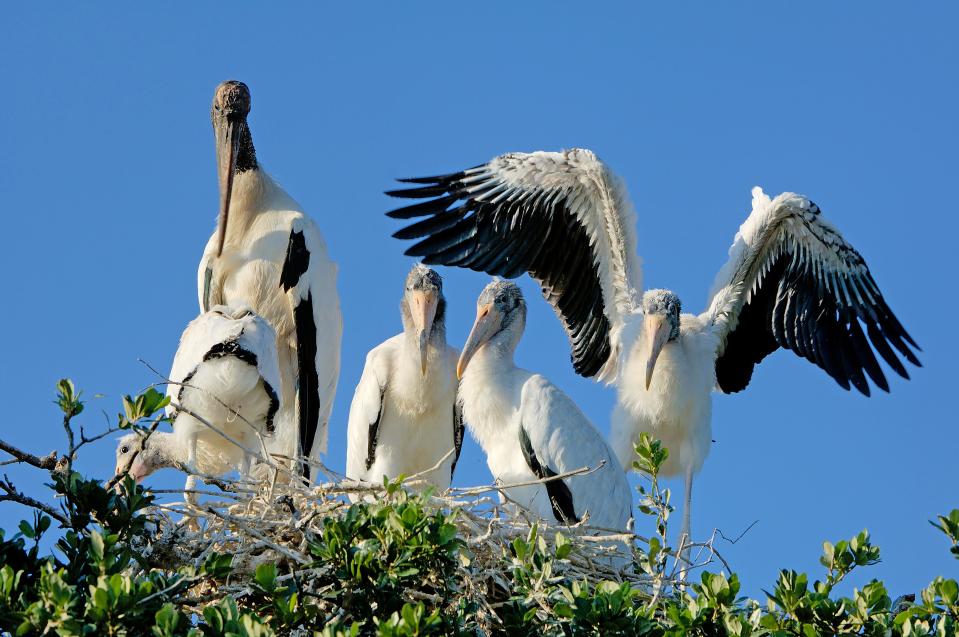 A wood stork family in the Everglades.
