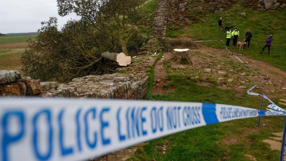 Árbol de Robin Hood, talado en un acto de vandalismo