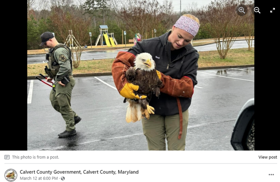 El águila fue retirada y liberada en su hábitat natural, dijeron funcionarios.