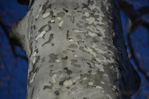 London plane tree bark (Platanus acerifolia )