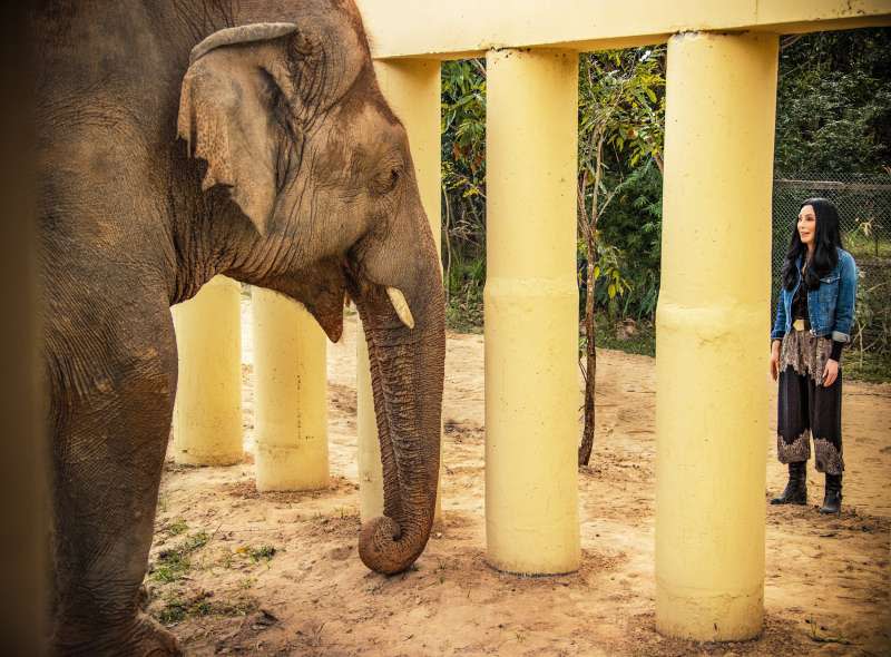 斯里蘭卡政府1985年將大象卡萬送給巴基斯坦前獨裁者，牠卻過得極為悲慘，2020年12月被巨星雪兒與動保組織救出。（AP）