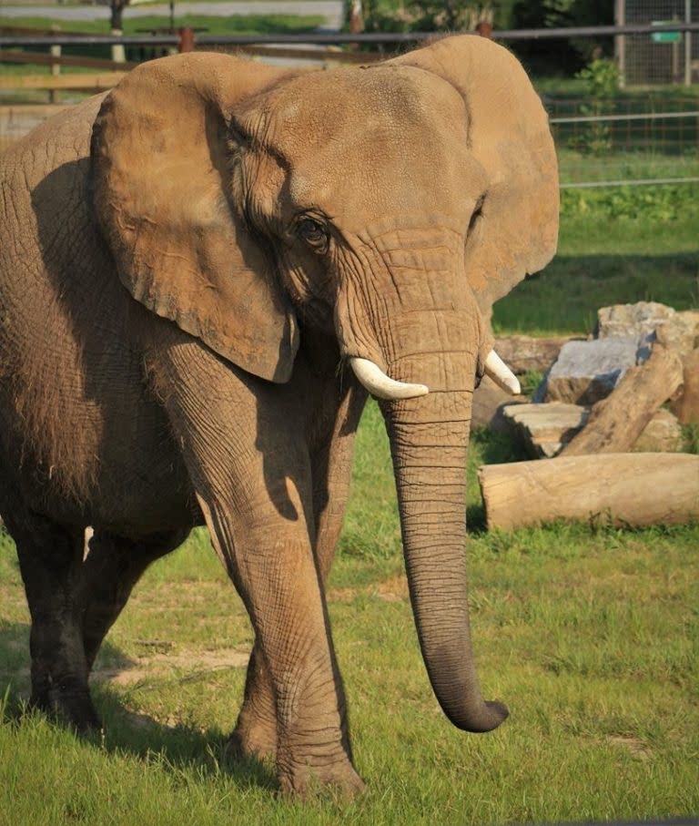 The Natural Bridge Zoo's African elephant, Asha.