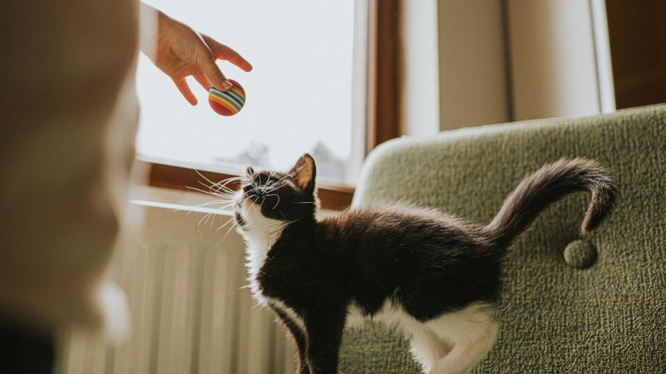 Black and white cat playing with toy — Best pet accessories