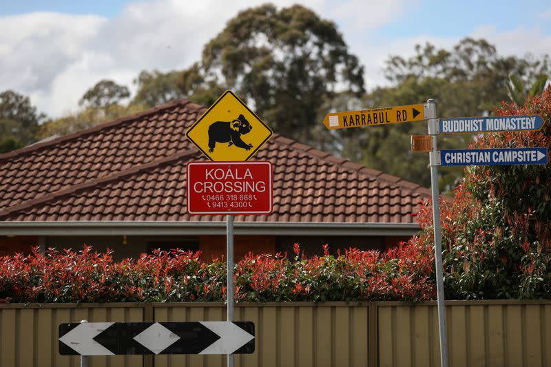 The Wider Image: From disease to bushfires, Australia's iconic koalas face bleak future