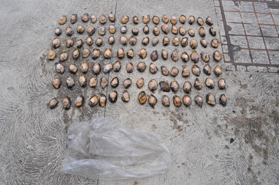 A haul of abalone that was confiscated.