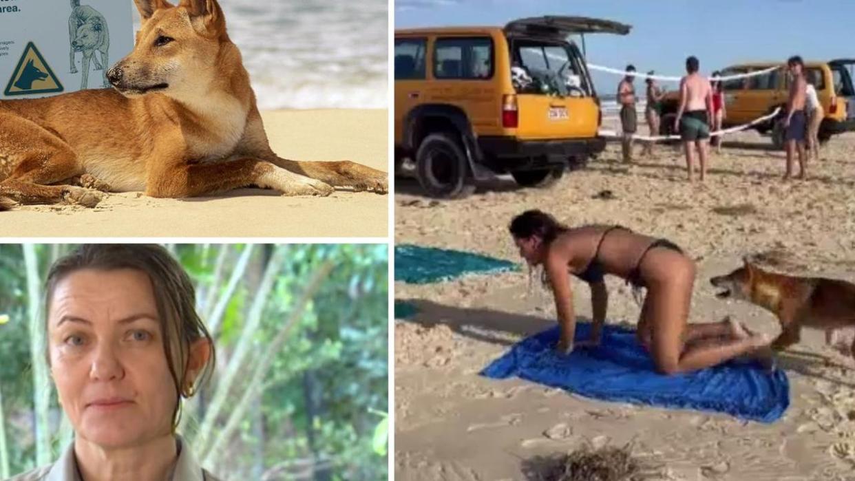 Authorities warn tourists to stay vigilant of dingoes when visiting K’gari.