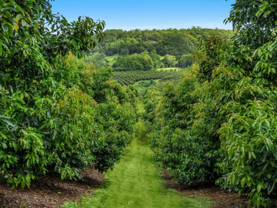 New Zealand Dairy Farms Are Converting to Avocado Orchards