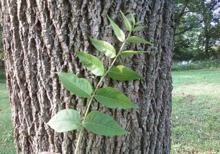 Black Walnut trees can stunt the growth of certain types of plants nearby.