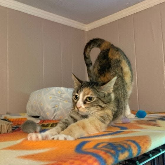 Cali Fairfax is a gorgeous, teensy calico cat with a big-girl personality.