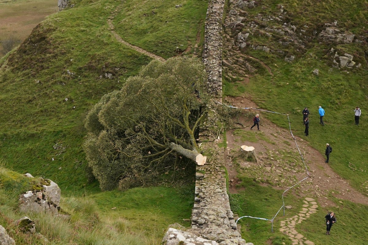 The felled tree at Sycamore Gap shocked and upset many people (Owen Humphreys/PA) (PA Wire)