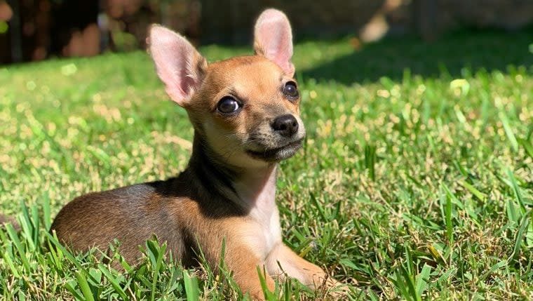 Stray Chihuahua With Partial Paralysis Receives Care at North Carolina Animal Sanctuary