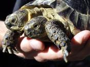 Janus, the Geneva Museum of Natural History’s two-headed Greek tortoise, is presented to the press and the public during the official celebration of its 10th birthday on 05 September 2007. AFP PHOTO / FABRICE COFFRINI