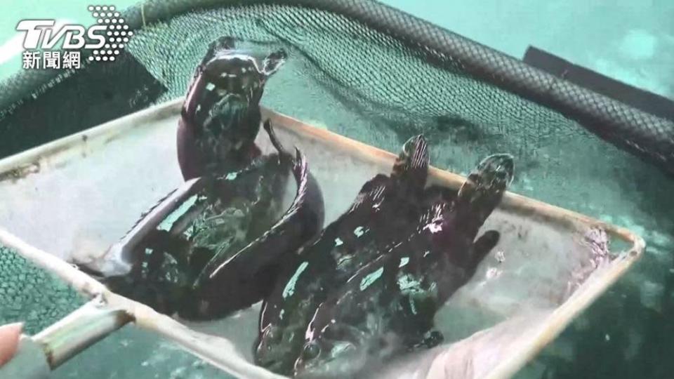 我國石斑魚遭中國大陸禁輸。（圖／TVBS）