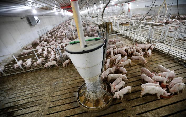 Hogs feed in a pen in a concentrated animal feeding operation, or CAFO, on the Gary Sovereign farm in Lawler, Iowa, on Oct. 31, 2018. The Iowa Supreme Court on Thursday reversed a longstanding precedent that allowed landowners to sue for damages when a neighboring hog farm causes water pollution or odor problems that affect quality of life. The court concluded, 4-3, that a 2004 decision was wrong.