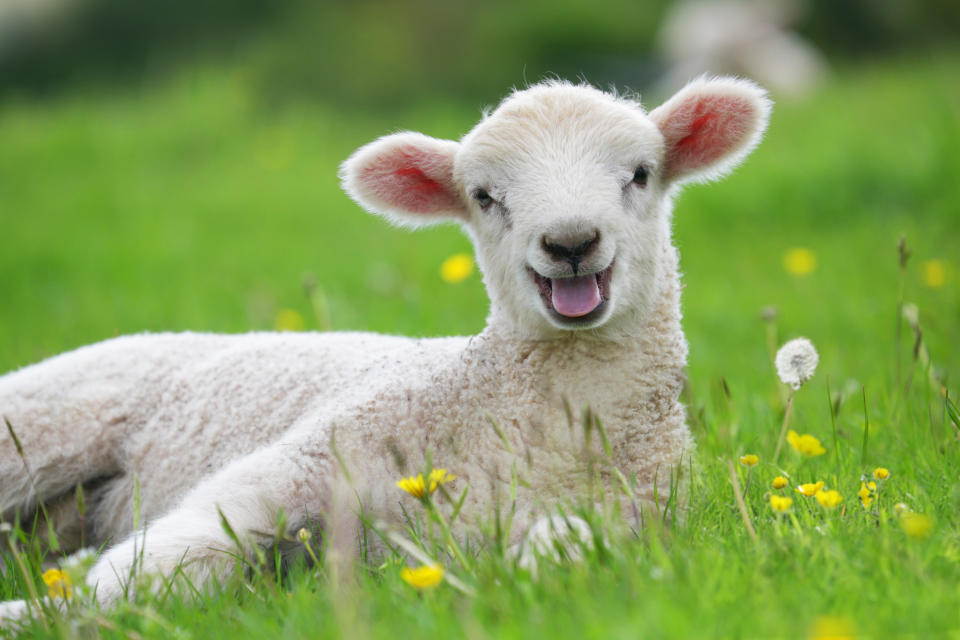 Having lambs as colleagues is a perk of the job. (Getty Images)